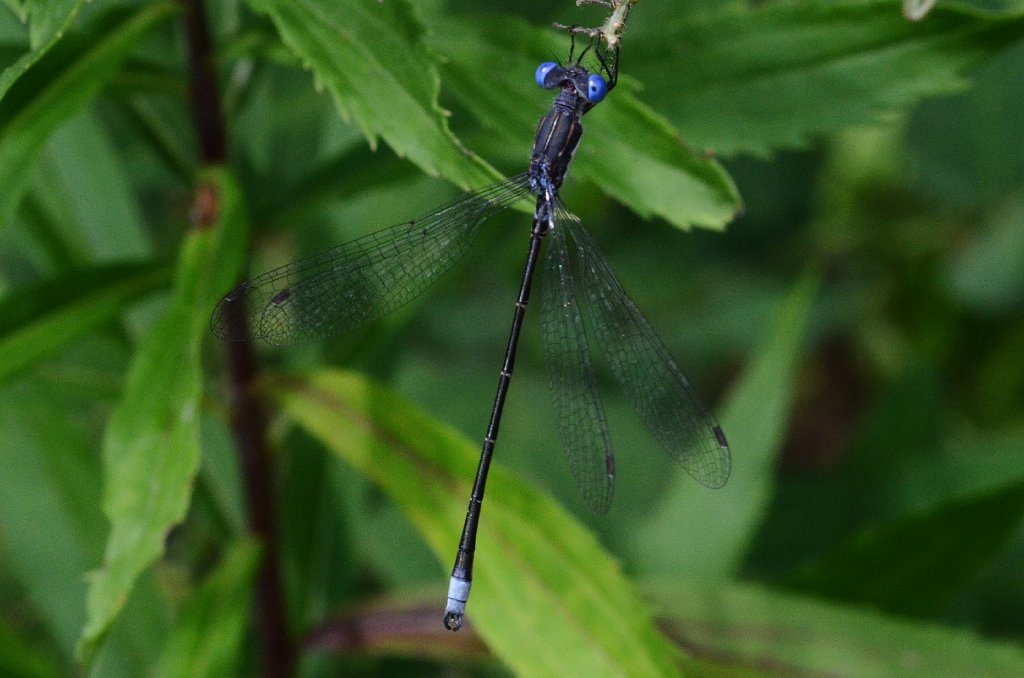 103 2015-08261408 Broad Meadow Brook, MA.JPG - Spotted Spreadwing (Lestes congener). Broad Meadow Brook Wildlife Sanctuary, MA, 8-27-2015